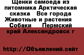 Щенки самоеда из питомника Арктическая сказка - Все города Животные и растения » Собаки   . Пермский край,Александровск г.